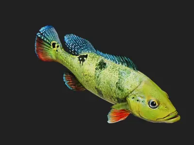 Bass fish Low-poly 3D model
