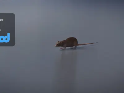 Rat 3D Model 3D model