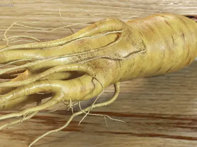 Fresh Ginseng Root 