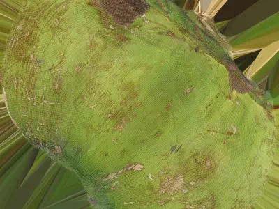 Green Coconut Collection 1 3D model