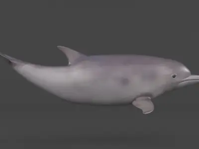 Dolphin 3D model 2