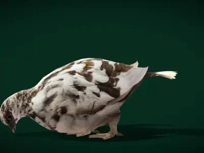 Rock Ptarmigans Bird Free low-poly 3D model