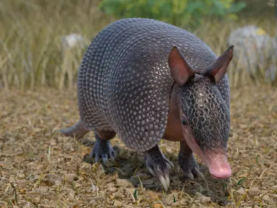 Armadillo in Walking Pose Black 3D model