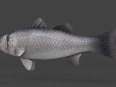 Seabass Fish 3D model purchase