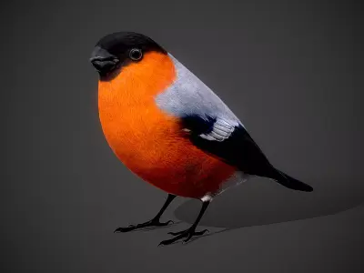 Bird Bullfinch 3D model 3D model