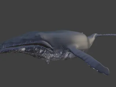 Humpback whale 3D model buy
