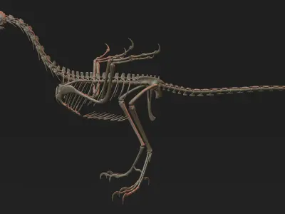 Archaeopteryx Skeleton 3D Low-poly 3D model