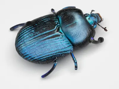 Beetle 3D model purchase