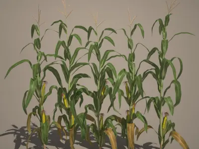 Corn Stalks Set 3D model