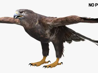 Hawk Fur Anatomy 3D model