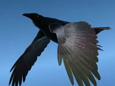 CROW - Fully Rigged For Lightwave 3D model