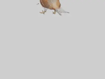 Bobwhite Quail scratching ground model 3D model