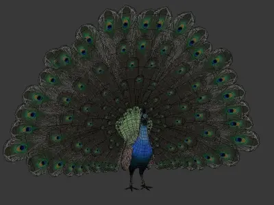 peacock Low-poly 3D model purchase