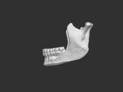 Mandible jaw human anatomy bones 3D print model