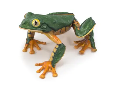 Splendid Leaf Frog Animated 3D model