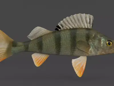 Perch Fish 3D model buy