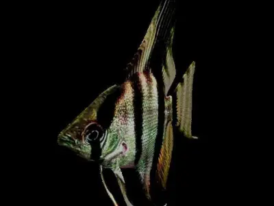 Angelfish Low-poly 3D model