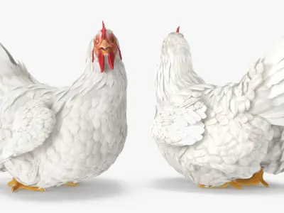 Rooster and Chickens Rigged Collection 2 for Cinema 4D 3D model