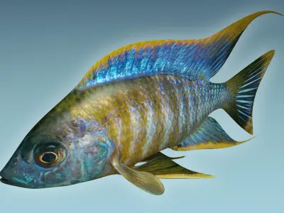 Chicild Fish 3D model