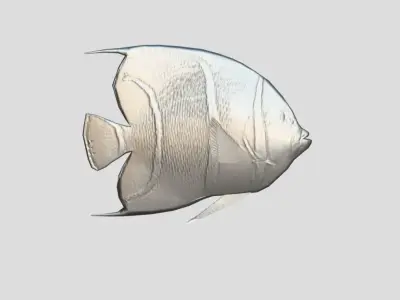 French Angelfish Realistic Animated Low-poly 3D model