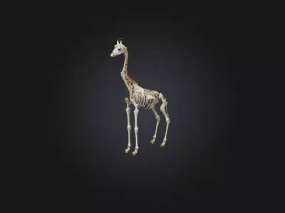 Realistic Giraffe Skeleton Model Low-poly 3D model