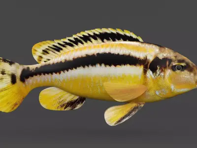 Auratus Fish 3D model purchase