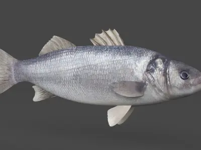 Seabass Fish 3D model buy