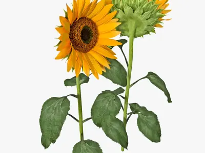  Sunflower 2 