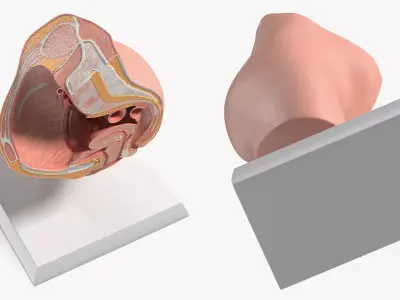 High-Detail Female Pelvic Cross Section Model with Stand 3D model