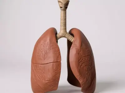 Human anatomy collection pack 3D print model