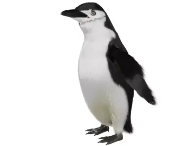 Penguin 3D model order