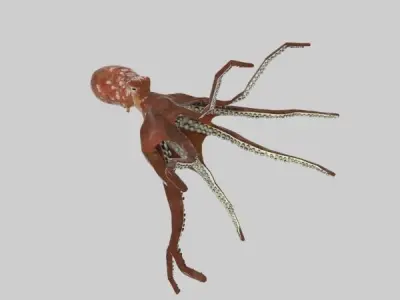 Octopus 3D model 5