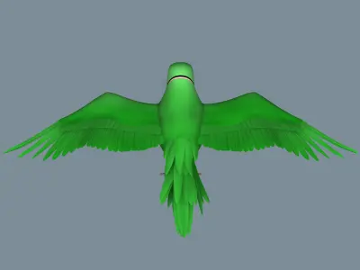 Parrot 3D model buy