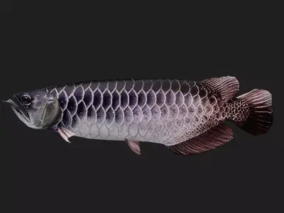 Arowana Low-poly 3D model order