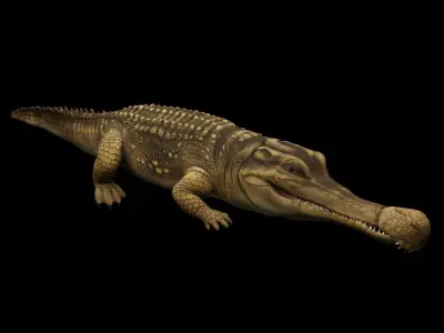 Alligator Animated Low-poly 3D model