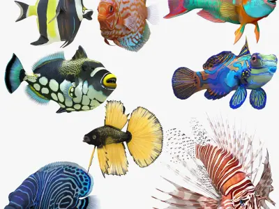 Coral Fishes Rigged Collection 2 for Cinema 4D 3D model