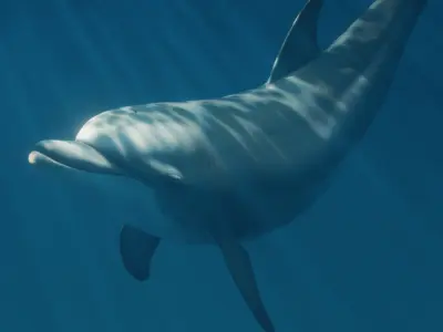 Dolphin Animated  Low-poly 3D model