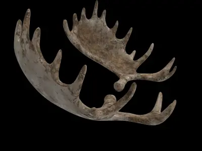 antlers horn 01 3D model
