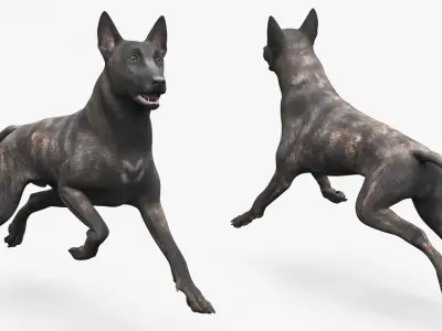  Dog Dutch Shepherd Running Pose 