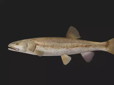 Carp fish Low-poly 3D model