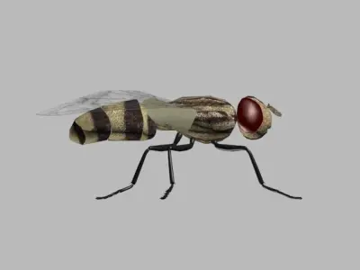 FLY INSECT 3D model buy