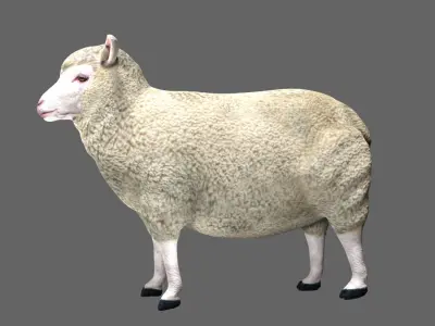 Sheep Low-poly 3D model