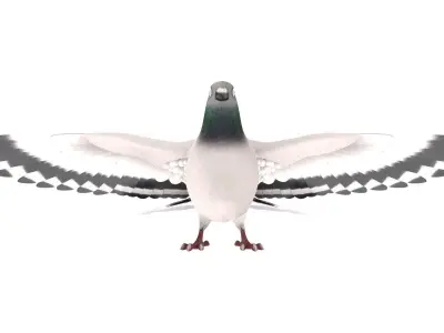 Pigeon 3D Model with wings spread 3D model