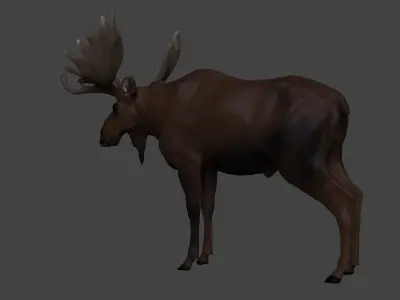 Moose Low-poly 3D model