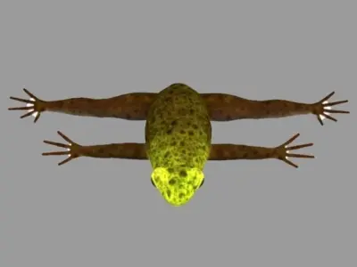 Frog Model in air Low-poly 3D model