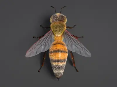 Realistic Honey Bee 3D model purchase