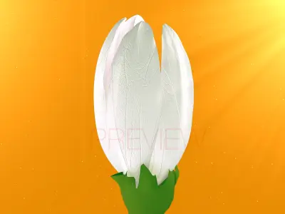 Realistic Jasmine Flower Bloom Animation 3D model
