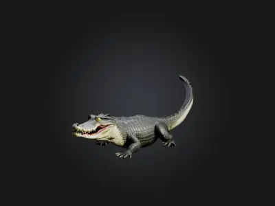 Realistic Alligator Model Low-poly 3D model