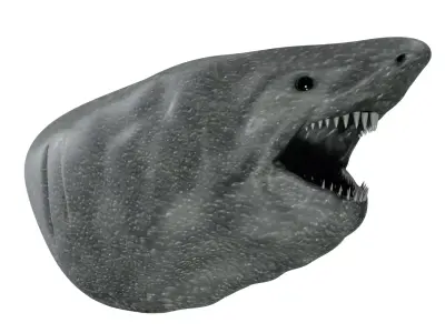 Shark head Low-poly 3D model