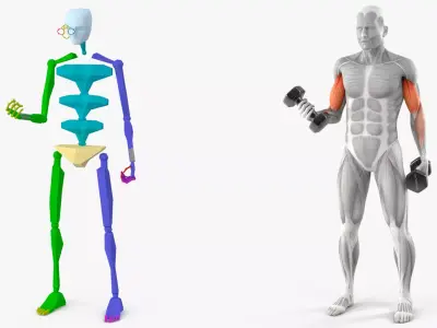 Male Muscular System Biceps Curls Animated Rigged Low-poly 3D model